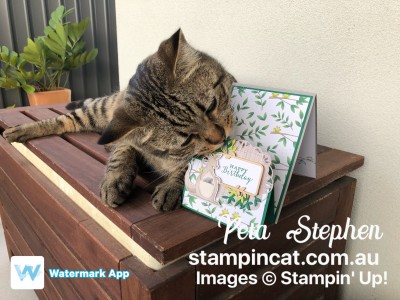 Stampin' Cat ESAD Animal Expedition Stampin' Up!